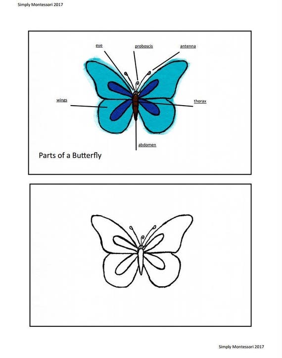Parts Of A Butterfly Work Montessori Preschool Work Homeschool Etsy