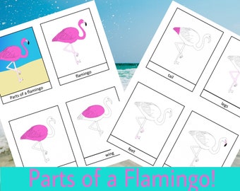 Parts of a Flamingo Summer Activity Three Part Cards Montessori Preschool Homeschooling