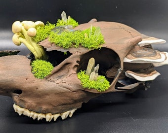 Mossy Buck Skull