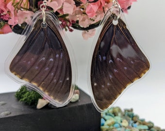 Common Blue Charaxes Butterfly Earrings