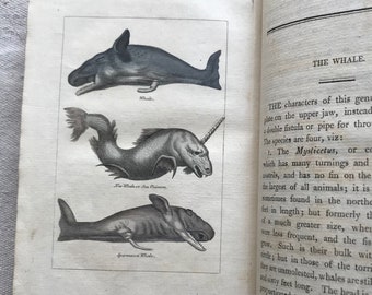 Natural History of Birds, Fish, Insects, and Reptiles, Volume 3,  Buffon, 1808