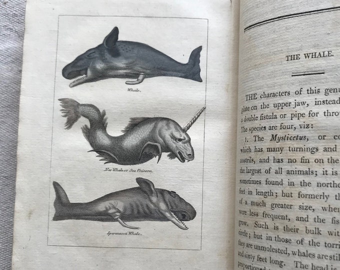 Featured listing image: Natural History of Birds, Fish, Insects, and Reptiles, Volume 3,  Buffon, 1808