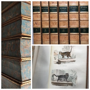 Oeuvres Complètes de Buffon, 6 Volume Set, Color Plates, French Language, Leather Illustrated 1837-39 Nature