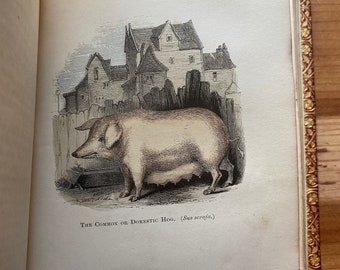 The Natural History of Selborne, Rev Gilbert White, 1853, 40 Hand Colored Engravings of Animals