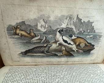 A History of Earth and Animated Nature, Oliver Goldsmith, Blackie & Son, 1855, Vol 1