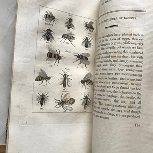 Naturhistoria för fåglar, fiskar, insekter och reptiler, volym 5, Buffon, 1808