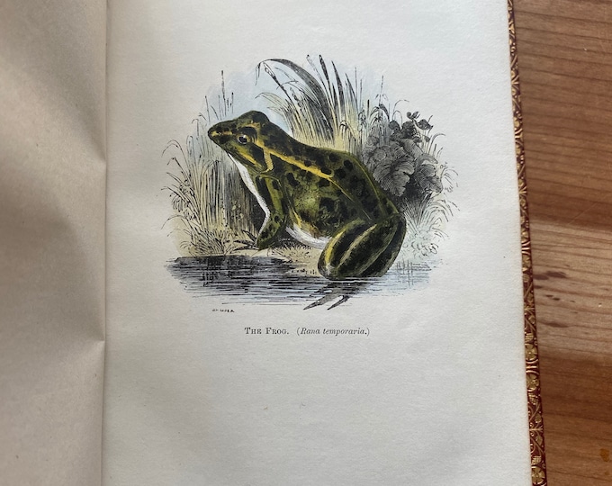 Featured listing image: The Natural History of Selborne, Rev Gilbert White, 1853, 40 Hand Colored Engravings of Animals