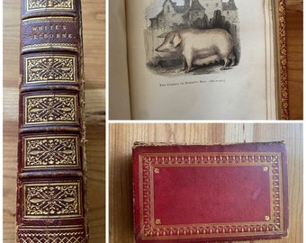 The Natural History of Selborne, Rev Gilbert White, 1853, 40 Hand Colored Engravings of Animals,