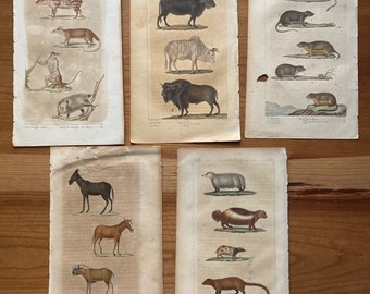 6 Hand Colored Book Plates, 1817, Buffon's Natural History