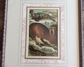 Antique framed chromolithograph featuring sea lions and seals, ready to hang original artwork from the 1880s, children's artwork animals