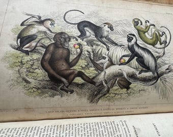 A History of Earth and Animated Nature, Oliver Goldsmith, Blackie & Son, 1855, Vol 1