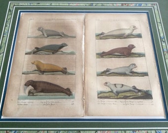 Seals, Walruses, Sea lions: Framed pair of hand colored, antique books plates from 1817, rare, original, historical, detailed animal art