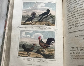 Natural History of Birds, Fish, Insects, and Reptiles, Volume 6, Buffon, Rare and Curious Birds Supplement, 1808