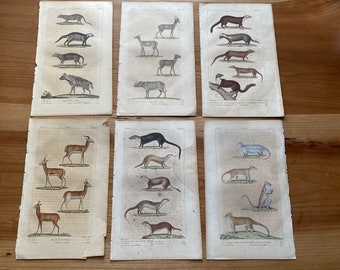 6 Hand Colored Book Plates, 1817, Buffon's Natural History