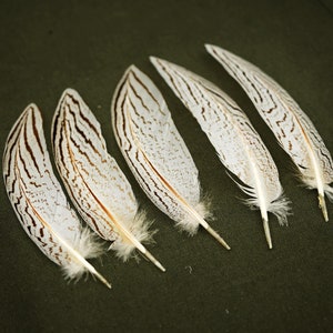 Silver Pheasant Feather Decoration Natural Pheasant Feather White big Feather Decorations & Ornaments Jewelry Feathers Feather Accessories