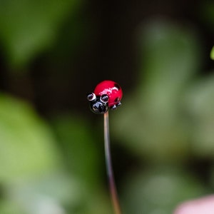 ガラス製のてんとう虫の茎