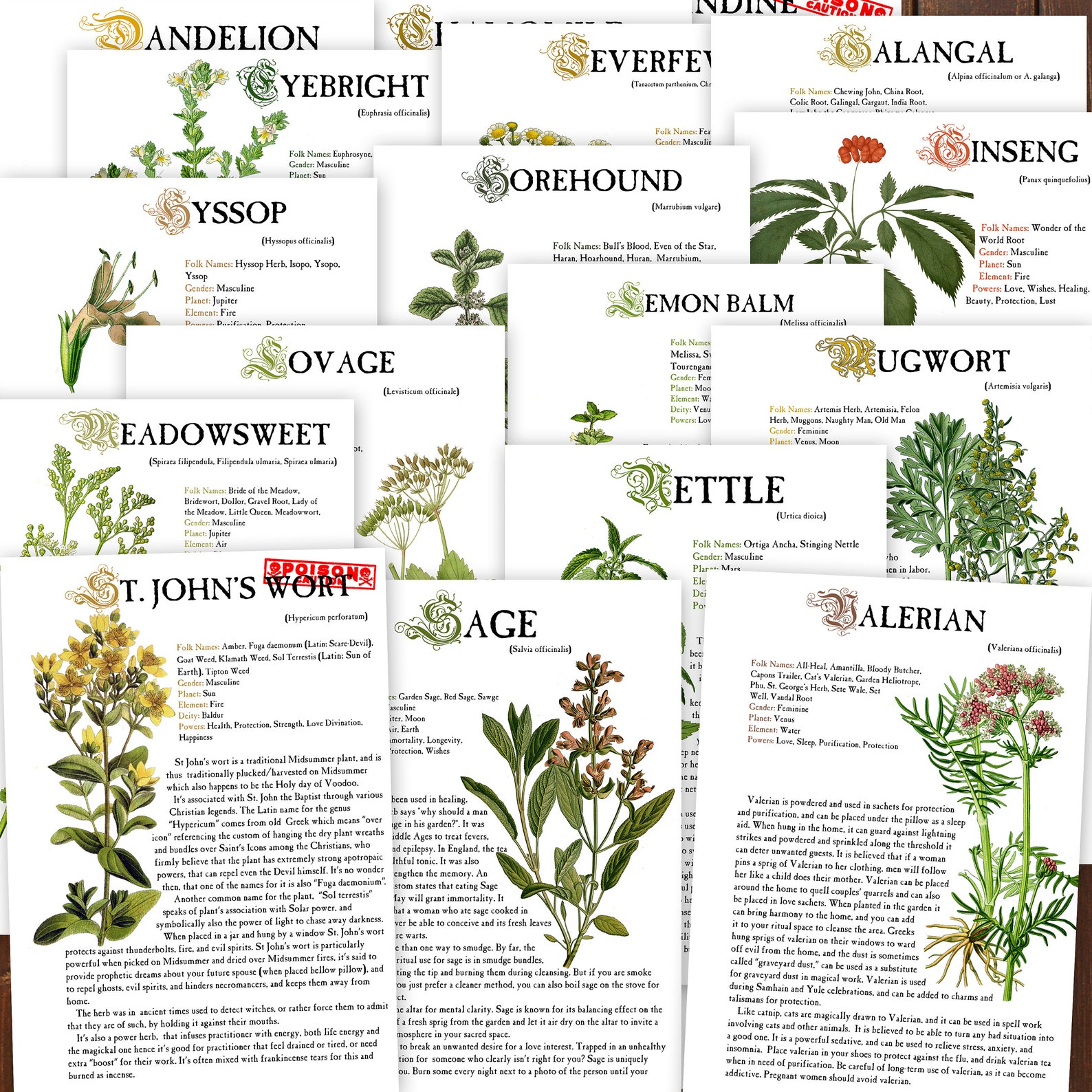 20 HERBS Herbology Digital Pages for Book of Shadows Herbs - Etsy