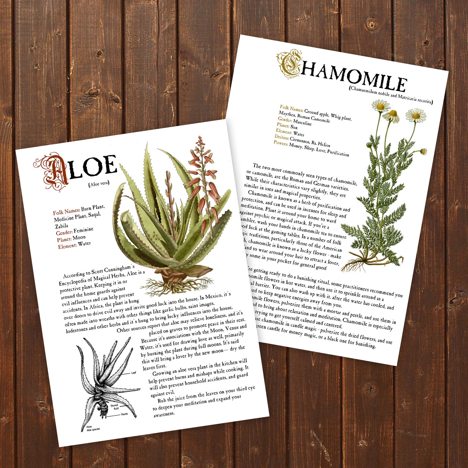 20 HERBS Herbology Digital Pages for Book of Shadows Herbs Etsy UK