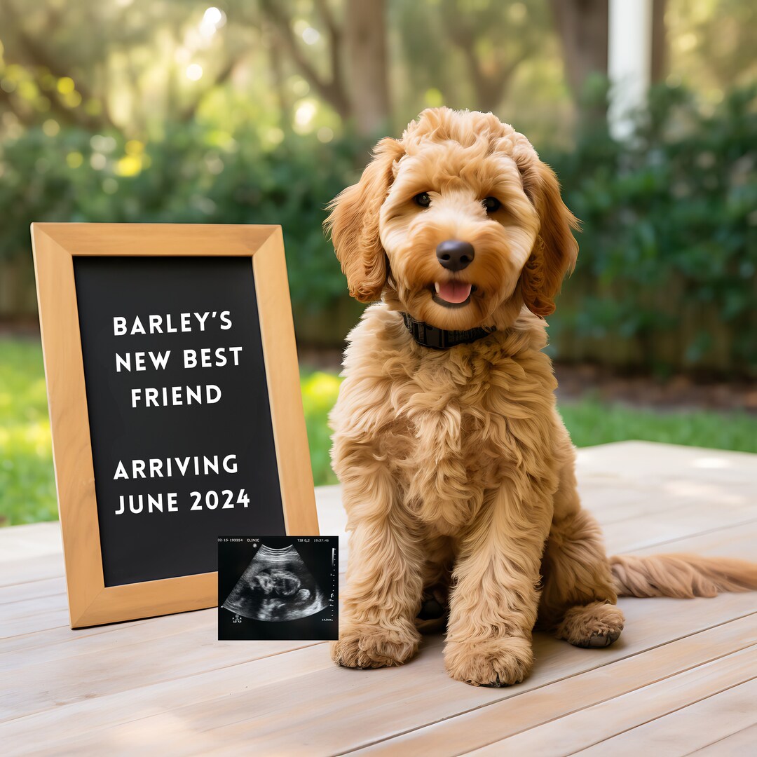 Goldendoodle Pregnancy Announcement, Digital Social Media Reveal, Baby