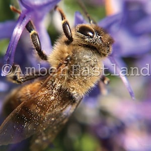 Honey Bee Macro Photo Canvas Print - photography, canvas print, black border, 12x16 or 16x20, Photo by #DoTheArt™; #honeybee #macro
