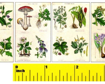 May include: A vintage botanical illustration sheet featuring various plants and flowers. The sheet is divided into four sections, each showcasing a different species. The illustrations are detailed and colorful, with a focus on the plant's structure and characteristics. The sheet is printed on a cream-colored paper with a slightly textured surface.
