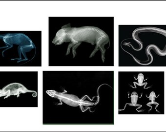 xray film etsy