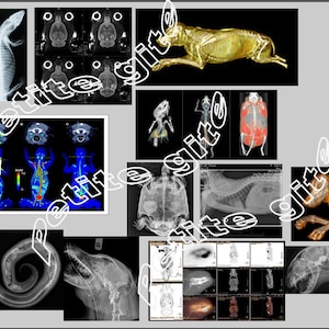 12 Miniature Veterinary  Vet   Pet Animal  X-RAY, MRI & CT Scans    -  Dollhouse       1/12     1/24     1/48      scale miniature