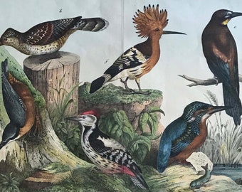 Antique print exotic birds//c.1886//ORIGINAL color lithograph print// 16.5" x  12.75"/woodpecker,hoopoe bird print//large antique bird print