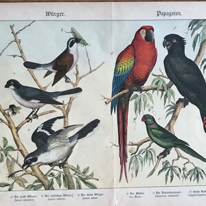 Antique print of parrots//c.1886 //ORIGINAL color lithograph print// 16.5&quot; x  12.75&quot; //parrots,shrikes birds print//large antique bird print