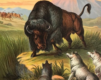 Antique print//c.1886 //ORIGINAL color lithograph print// 10.5" x  8"//wolves attacking bison print//antique bison print// chromolithograph