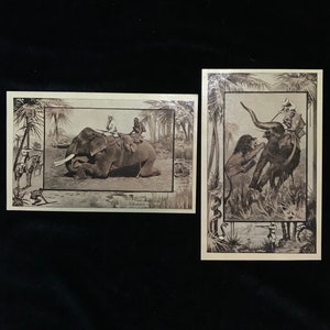 PAIR vintage elephant postcards//African elephant,Indian elephant postcard//vintage Africa hunting postcard//1909 postcard//macabre postcard