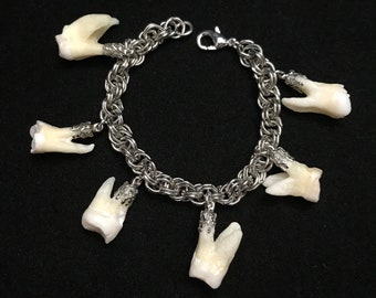 Real human tooth bracelet // 7" vintage antiqued silver chain//six human teeth charms//human tooth jewelry //teeth bracelet// human molar