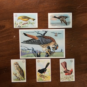 Lot van 6 vintage vogelkaarten//vogellithografiekaarten//Arm&Hammer-advertentiekaarten//sigarettenkaarten vogels//vintage reclamekaarten//vintage handelskaart