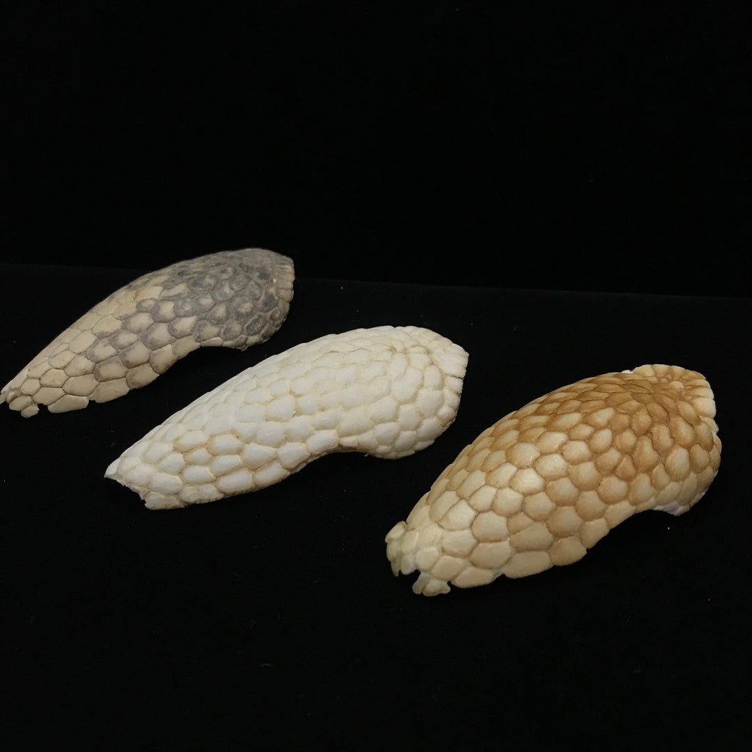 Set of THREE Armadillo Head Armor//real Armadillo Armor//real Taxidermy Armadillo Helmets//real