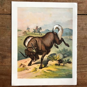 May include: A vintage illustration of a brown and white wildebeest with a long white tail, leaping in the air. Two figures on horseback are in the background.