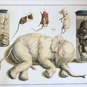 Puede incluir: Una ilustración anatómica vintage que representa un elefante bebé conservado, un ratón, un lechón y un feto humano. Las muestras se muestran en frascos y suspendidas de cuerdas. La imagen está en blanco y negro con detalles pintados a mano.