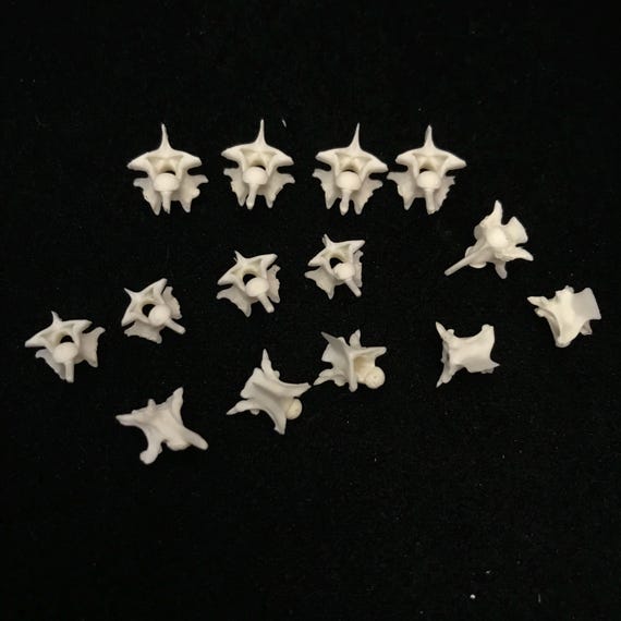 ニシキヘビ 椎骨（ついこつ）30個セット タイワンスジオは買取価格5000