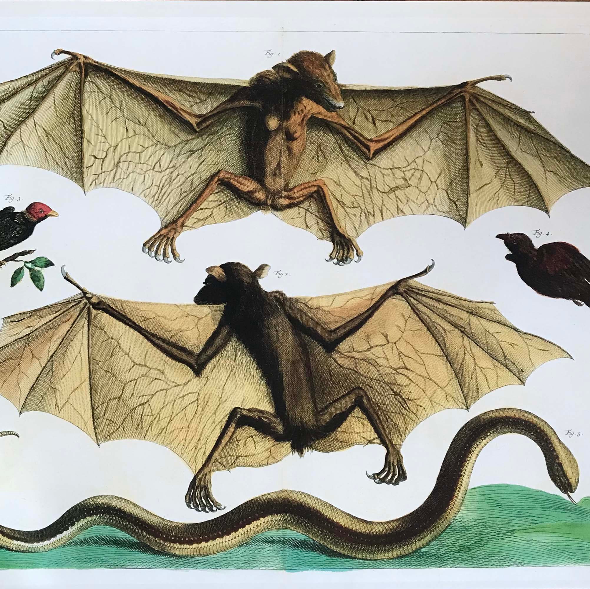 複製-アルベルトゥス・セバ作、1734年オリジナルより//コウモリの版画