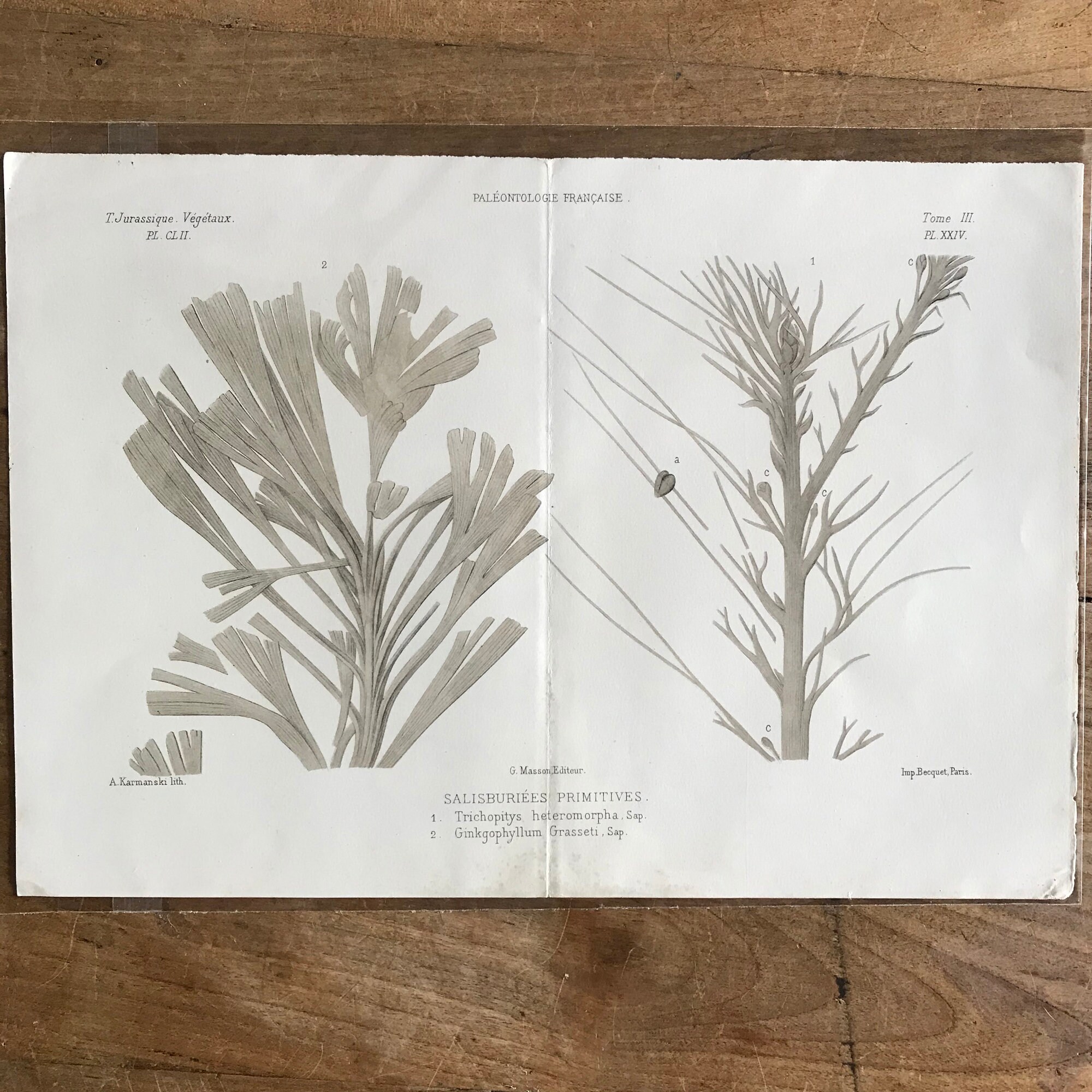 アンティーク化石植物リトグラフ版画、1880年頃（12.5x9） - Etsy 日本