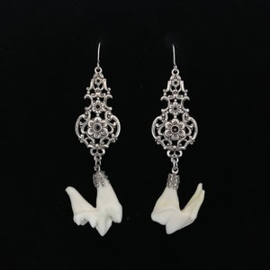 Real coyote teeth on silver plated Victorian style earring,sterling French hook//large,3.5&quot;teeth earrings//tooth earrings//taxidermy jewelry