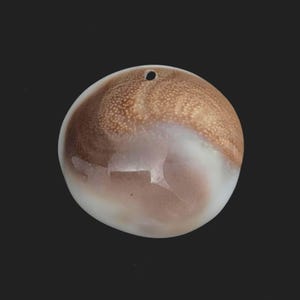 Large operculum, real Shiva's eye #2