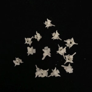 14 TINY snake vertebrae bone collection//14 real rattlesnake vertebrae//.25 to .5 inch real snake vertebrae//snake bone for crafts