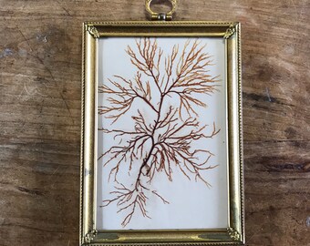 Antique pressed seaweed in gold metal frame // Victorian pressed seaweed//vintage red seaweed pressing//vintage sea moss//19th cent. seaweed