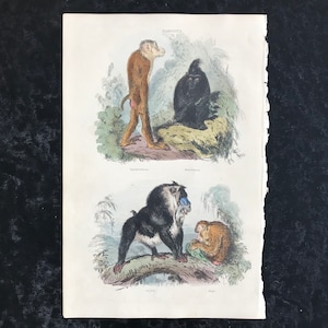 May include: An antique print of four different types of baboons. The top left image shows a brown baboon with a pink bottom. The top right image shows a black baboon. The bottom left image shows a black baboon with a blue face. The bottom right image shows a brown baboon.