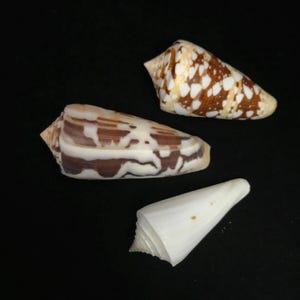 THREE sea shells- small cone shells with great patterns//THREE decorative sea shells