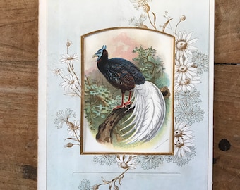 Antique Bulwer's wattled pheasant print in cabinet card frame c.1860//ORIGINAL chromolith print//10" x 7.5"//bird print//Borneo pheasant