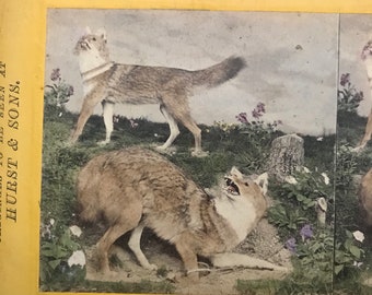 PAIR of taxidermy stereoviews,taxidermy wolf stereoview,taxidermy wolf and foxes stereoview 1877/taxidermy stereoscope/taxidermy stereoscope