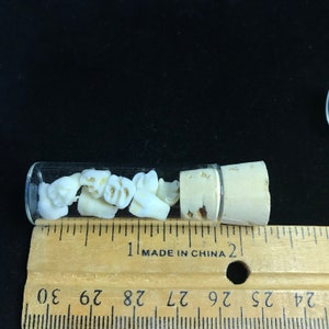 7 kleine Zähne in korktem Fläschchen/Curio Schrank/echte Zähne | Etsy