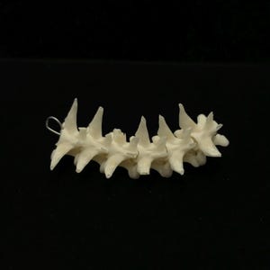 Snake vertebrae bone collection//2.25&quot; consecutive snake vertebrae bone collection//SIX each inch real snake vertebrae//snake bone craft #4