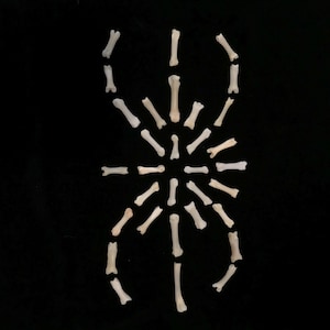 30 pc. small bone collection- fox toe bones, slender//natural history collection//oddities//mystery box//real bone collection//real bone lot